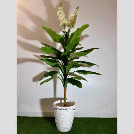 DRACENA DES NEIGES Ref-PM      Dimensions : 1,60m complet