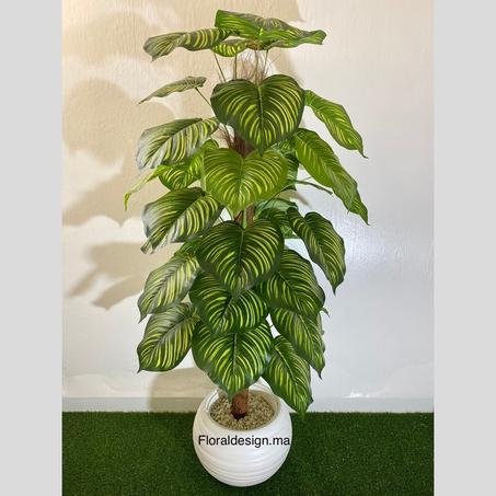 Calathea        Dimensions : 1,80m complet