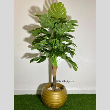 Monstera ref-PG Pot Doré       Dimensions : 1,6m complet