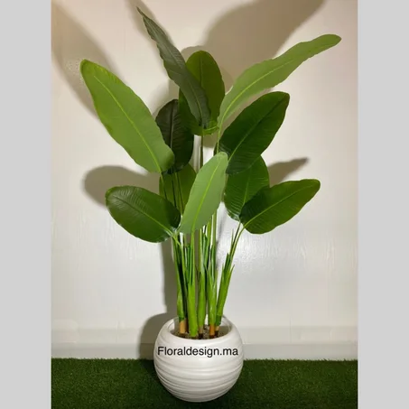 Grand Bananier Ref-7T      Dimensions 1.60m complet