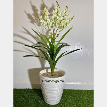 Cymbidium BLANC             Dimensions : 1,10m complet