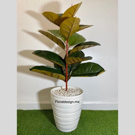 Arbre Caoutchouc Rouge           Dimensions : 1,1m complet
