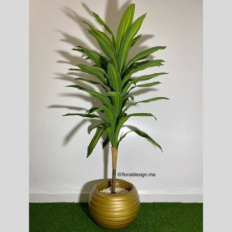 Dracena ref-PG Pot Doré           Dimensions : 1,7m complet