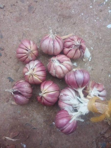 Ail MEDIA HAJA CHABA الثوم الأحمر لمدينة المدية من أفضل الأنواع