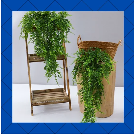 plante d'intérieur fleurie