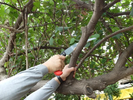 منشار خارق حاد جدا ثلاثي الأبعاد