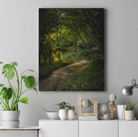 جمال الغابة