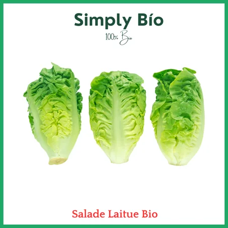 Salade Laitue Bio