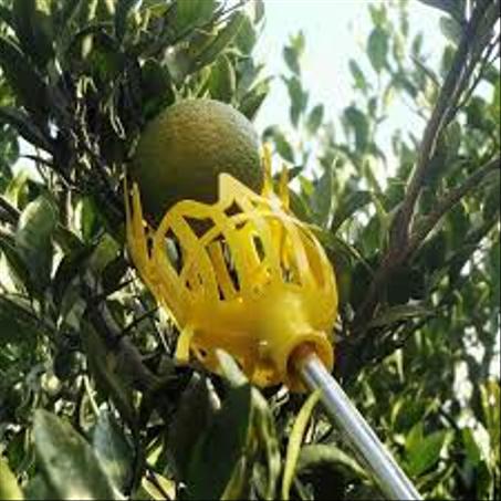 أداة قطف الفواكه