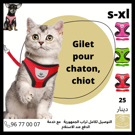 Gilet (Harnais)  pour chaton , chiot