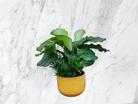 Calathea & Palmier en Pot Jaune