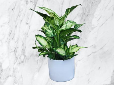 Plante Dieffenbachia en Pot Blanc