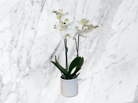 Orchidée blanche élégante