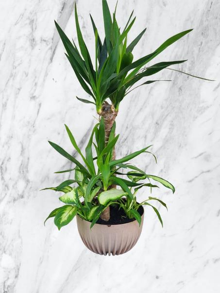 Yucca & Dieffenbachia en Pot Beige