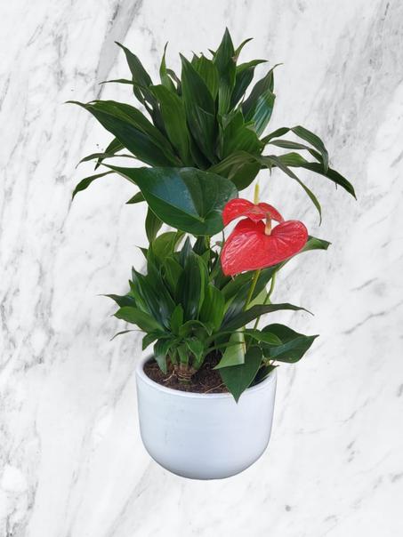 Anthurium Rouge & Plante Verte en Pot Blanc