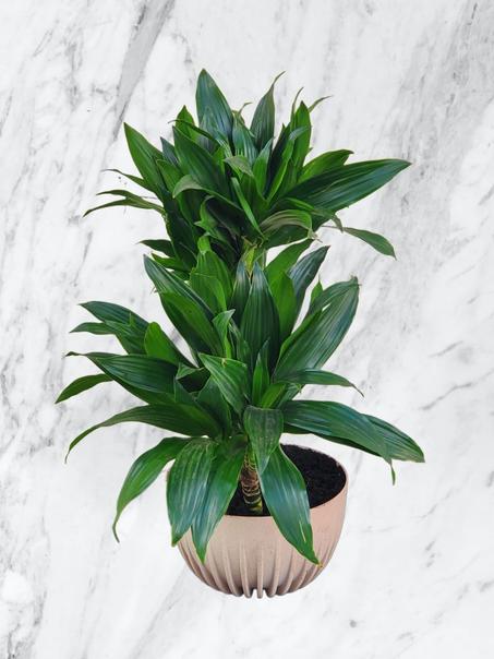 Dracaena Verte en Pot Beige