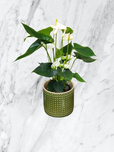 Anthurium Blanc en Pot Vert Design