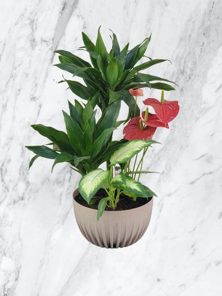 Composition Mixte en Pot Beige