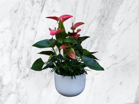 Anthurium Rose en Pot Blanc