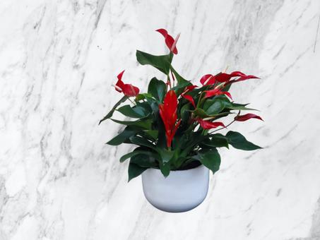 Anthurium Rouge en Pot Blanc
