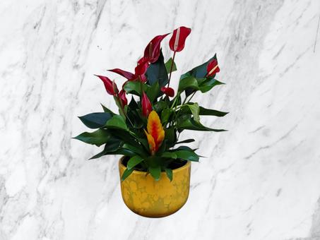 Anthurium élégant en pot céramique
