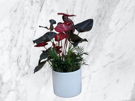 Anthurium Rouge Foncé en Pot Blanc