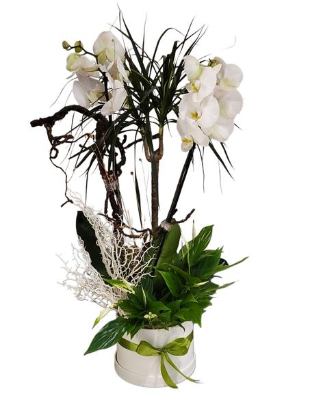 Composition Élégante – Orchidées Blanches et Feuillage Vert