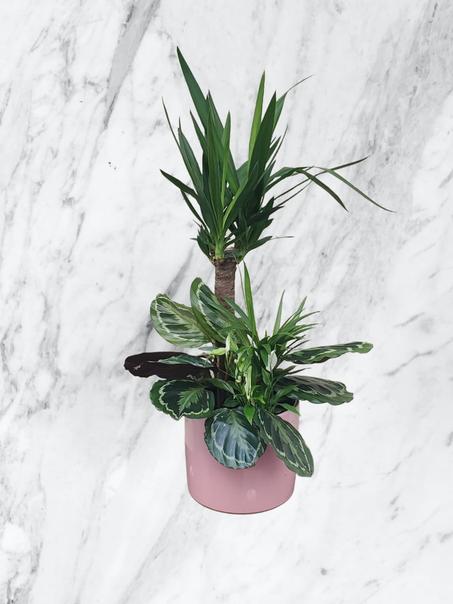 Yucca & Calathea en Pot Rose