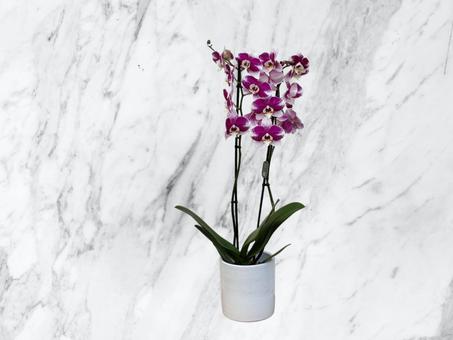 Orchidée tachetée majestueuse