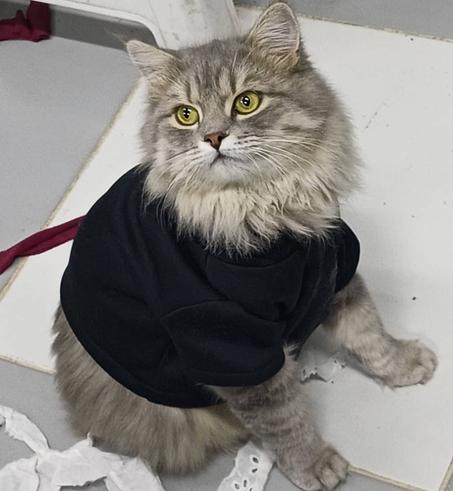 HOODIE POUR CHAT