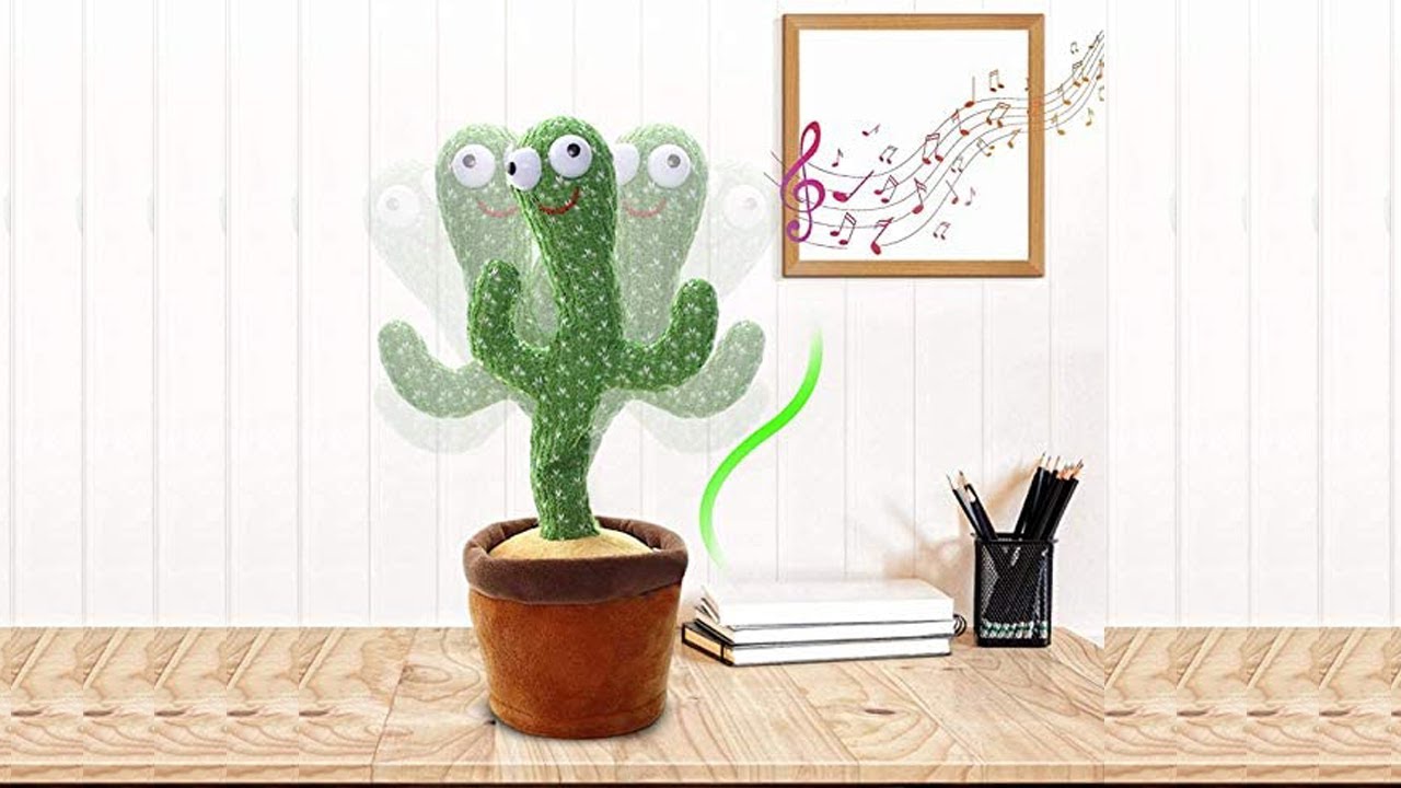 الصبارة الراقصة