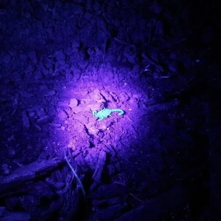 مصباح يدوي يعمل بالأشعة فوق البنفسجية