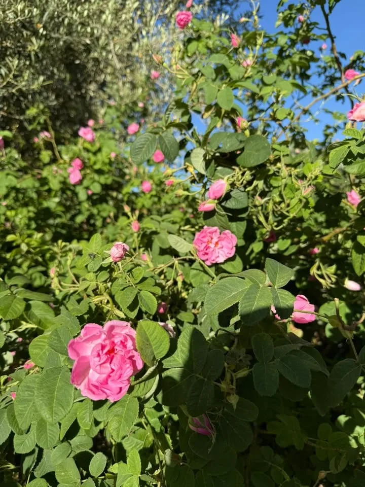 Eau de rose – Rosa damascena