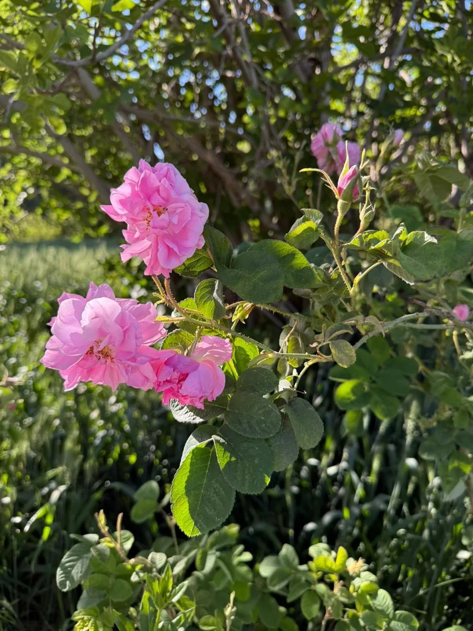 Eau de rose – Rosa damascena