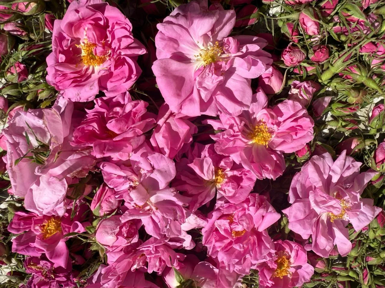 Eau de rose – Rosa damascena