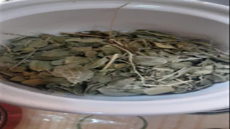Poudre de Sidr (Jujubier)