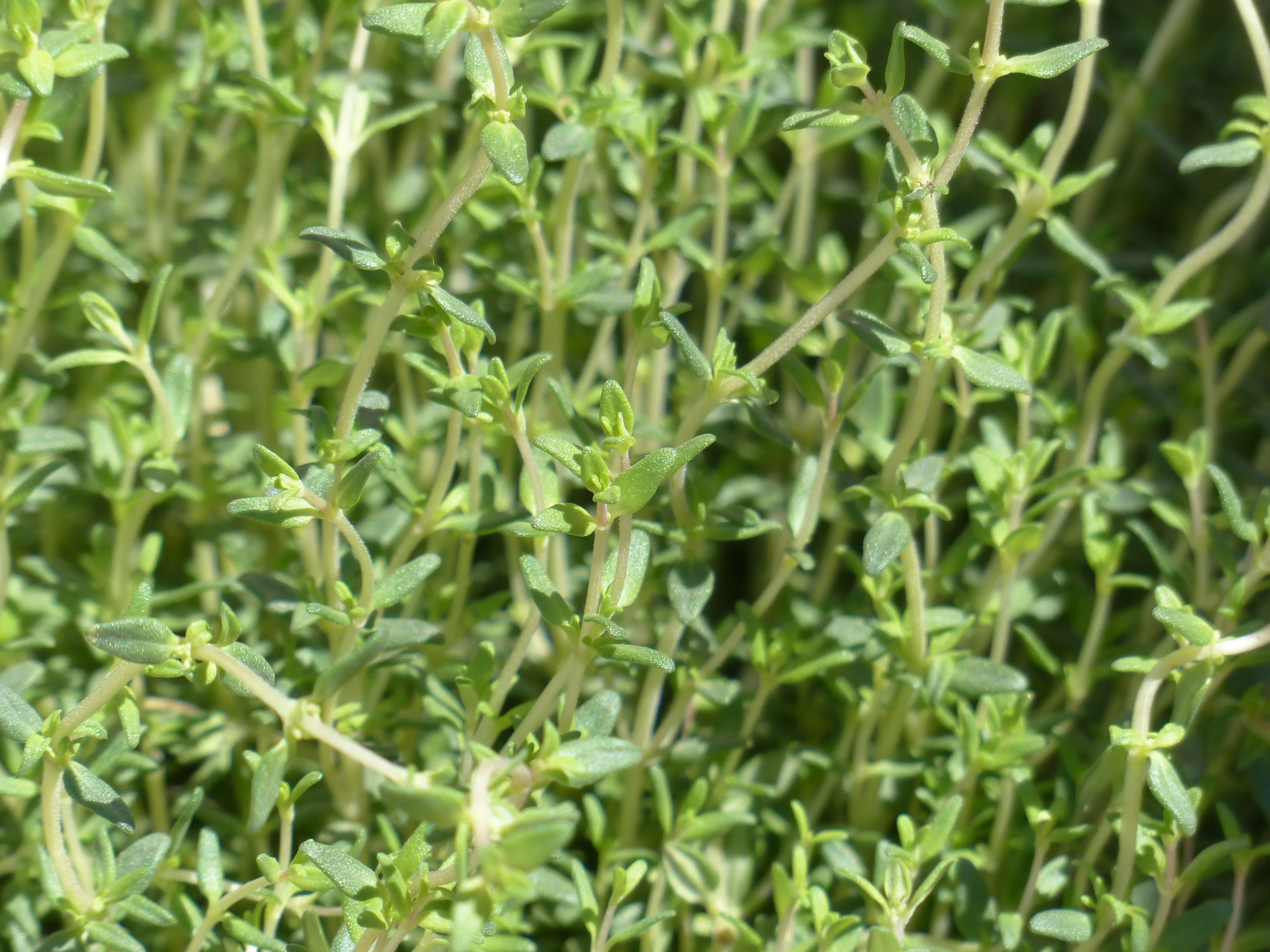 Tisane de Thym