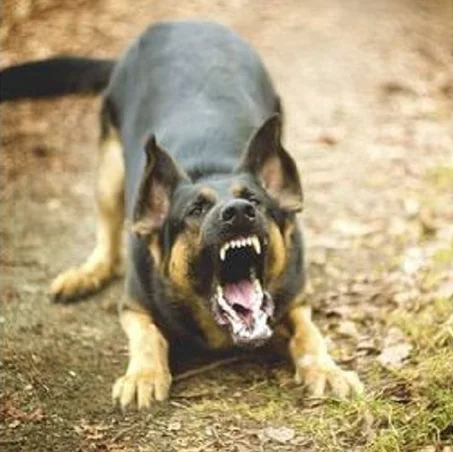 Cas de morsure par un chien suspect de rage