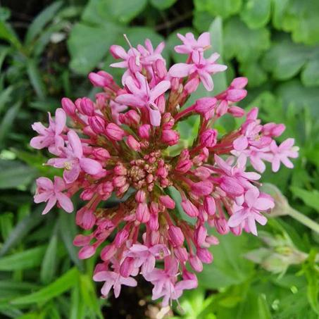 الناردين المخزني: نوم أفضل وصحة أقوى