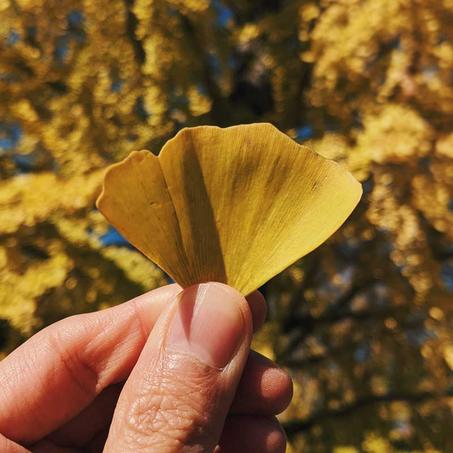 عشبة الجنكا صديقة الذاكرة
