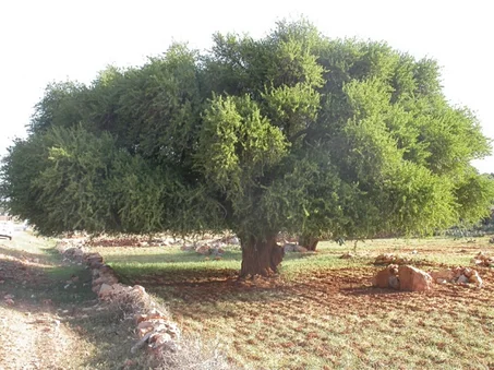 ESSAOUIRA ET LES FORÊTS D’ARGANIER EN PRIVÉE