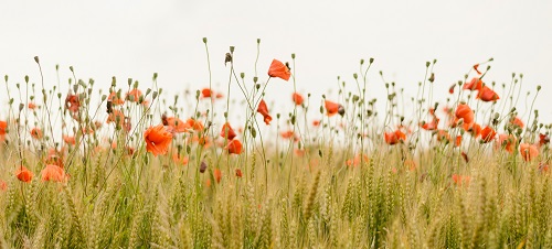 slider-image