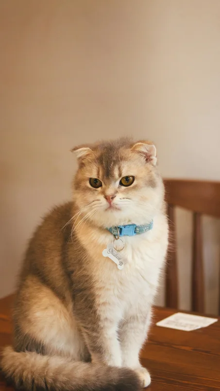 مستلزمات الحيوانات الأليفة