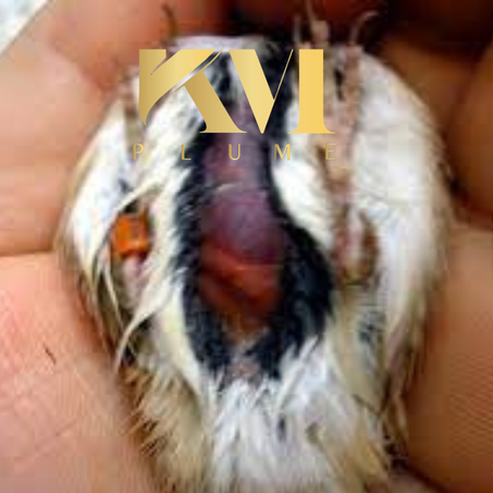 أمراض الكبد في الطيور: الأنواع، الأسباب، الوقاية .العلاج