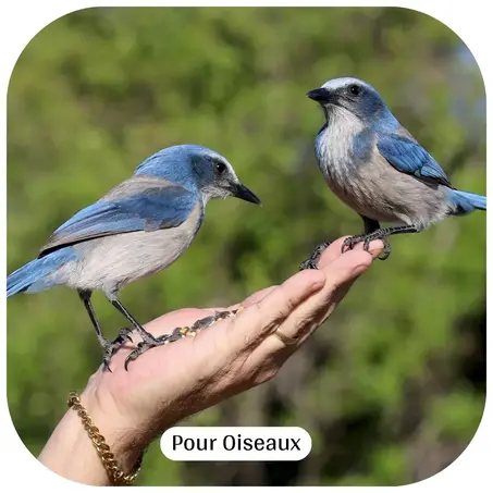 Oiseaux