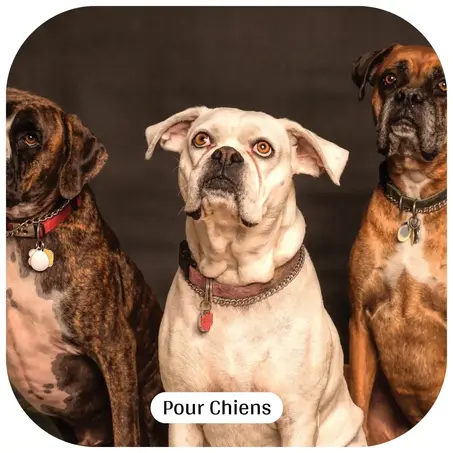 Chiens