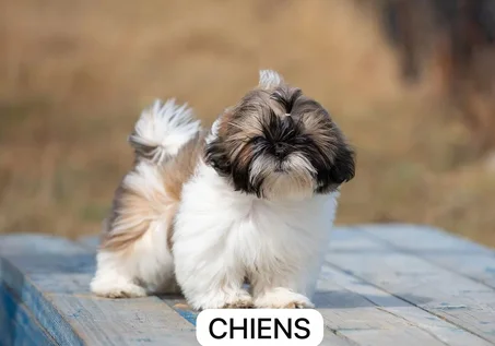 Chiens