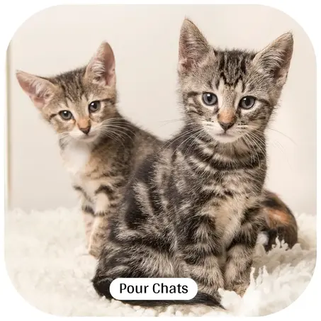 Chats