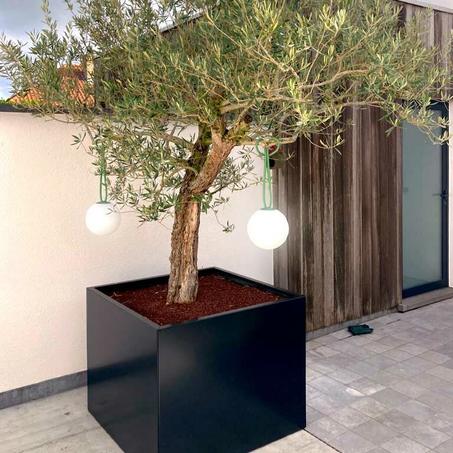 🌵 Parodia Leninghausii