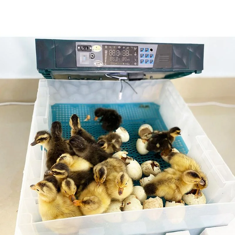 فقاسات لجميع الأحجام والتكنولوجيا المتطورة